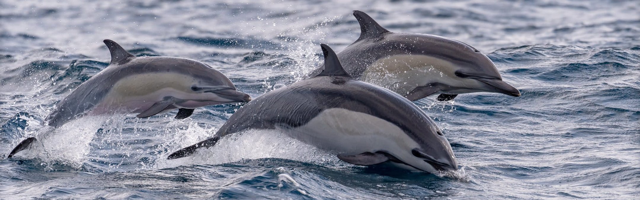 3 common dolphins swimming in and out of the ocean