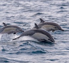 3 common dolphins swimming in and out of the ocean