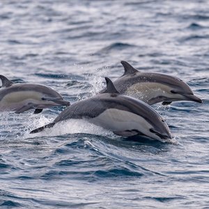 3 common dolphins swimming in and out of the ocean
