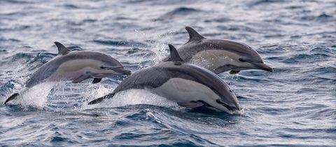 3 common dolphins swimming in and out of the ocean