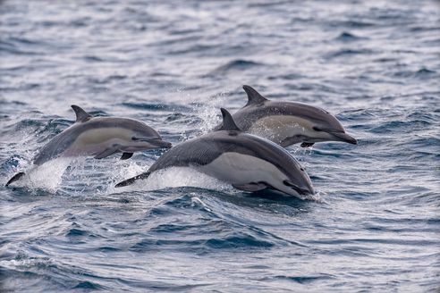 3 common dolphins swimming in and out of the ocean