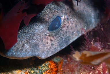 A close up of a dogfish hiding under some seaweed