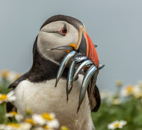 Puffin (Atlantic, common)