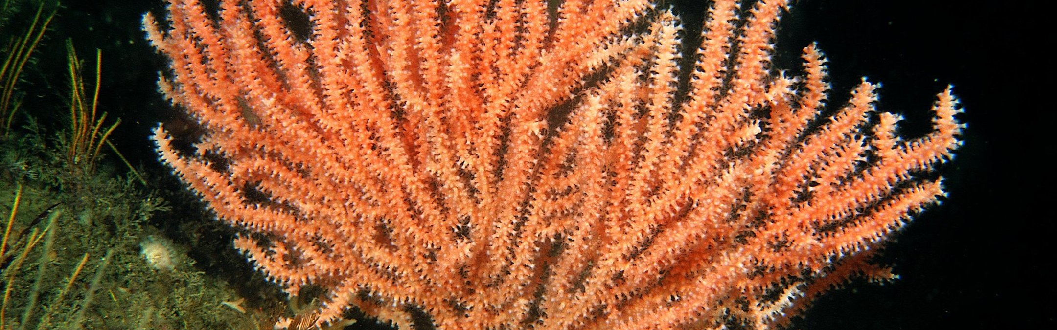 Pink sea fan