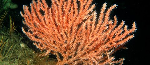 A large organge hued pink sea fan