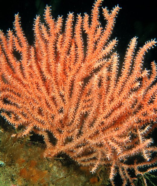 Pink sea fan