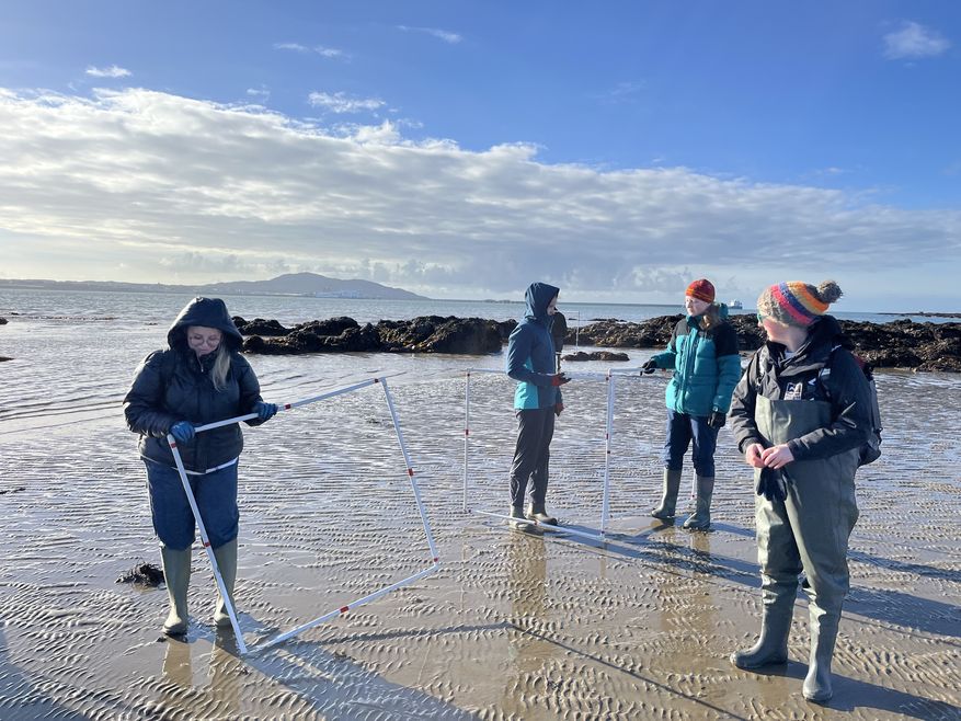 A group of 4 adults stand on a beach on a winter's day. They're holding portable fencing. The sky is bright blue.