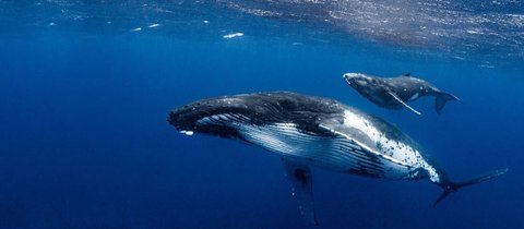 A humpback whale swims below her calf. With a view from below, the humpbacks white ridged underside is clearly visible as is her long, knobbly flipper.