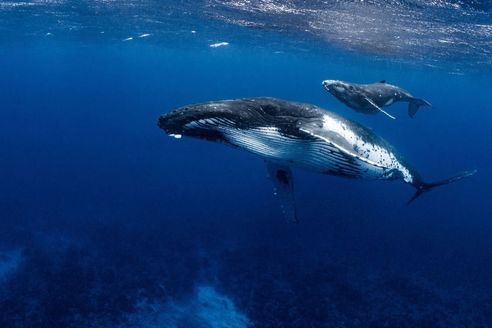 A humpback whale swims below her calf. With a view from below, the humpbacks white ridged underside is clearly visible as is her long, knobbly flipper.