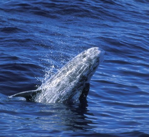 Risso's dolphin