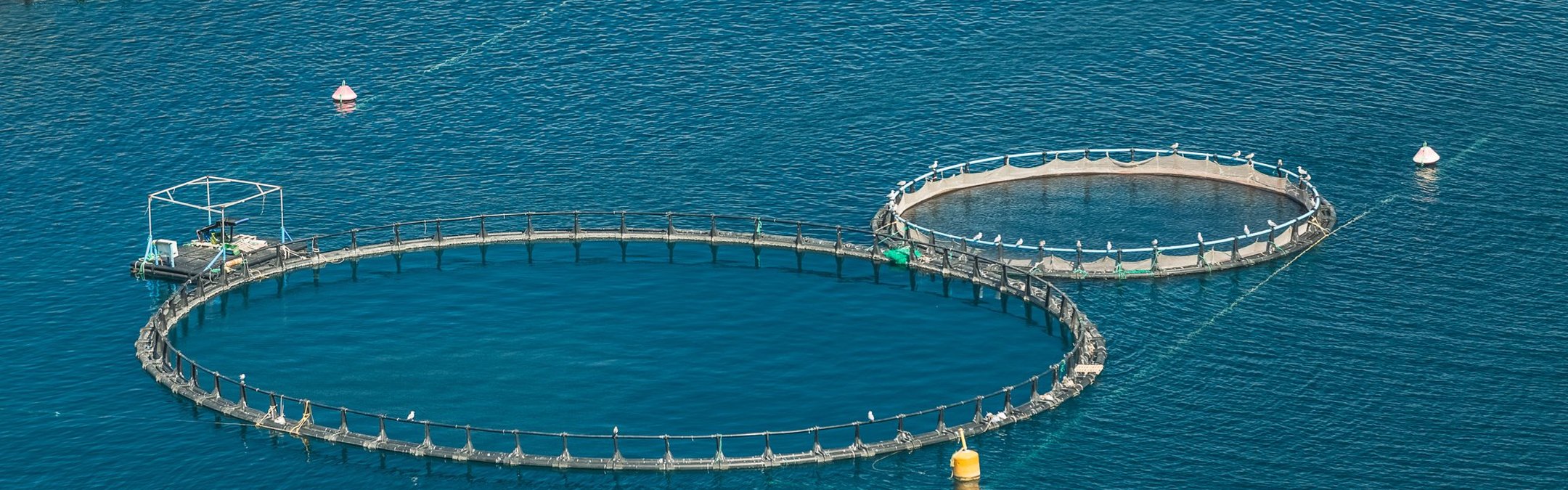 An aerial shot of a fish farm which has several large netted circles in open water