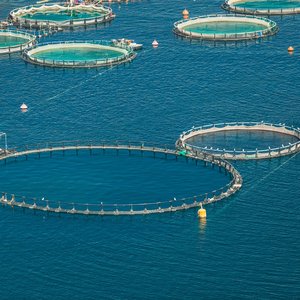 An aerial shot of a fish farm which has several large netted circles in open water