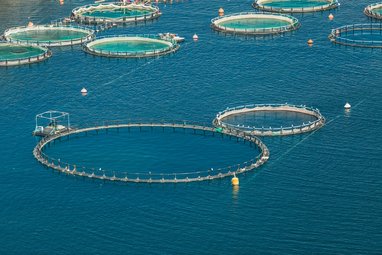 An aerial shot of a fish farm which has several large netted circles in open water