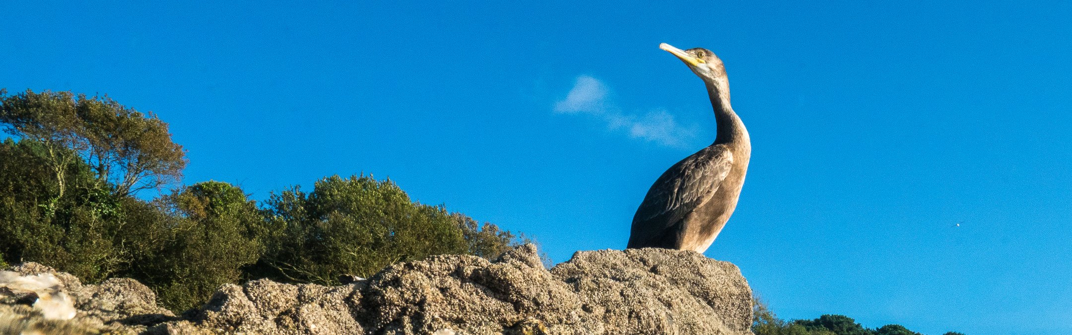 Cormorant