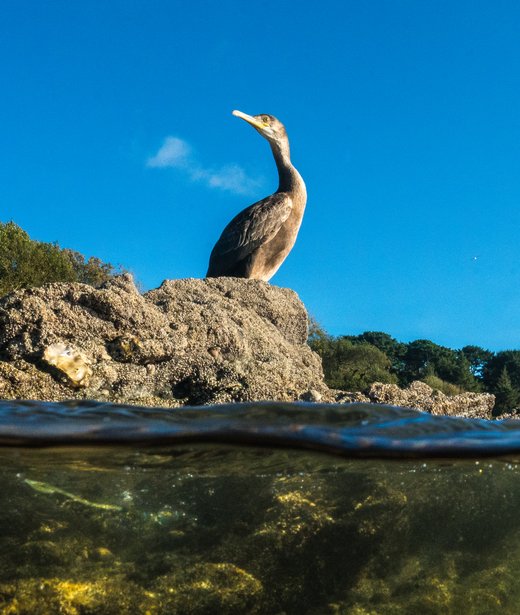 Cormorant