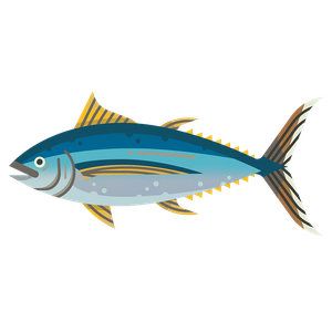 Albacore tuna