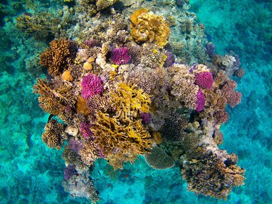 Sataya Reef (Dolphin House), Egypt