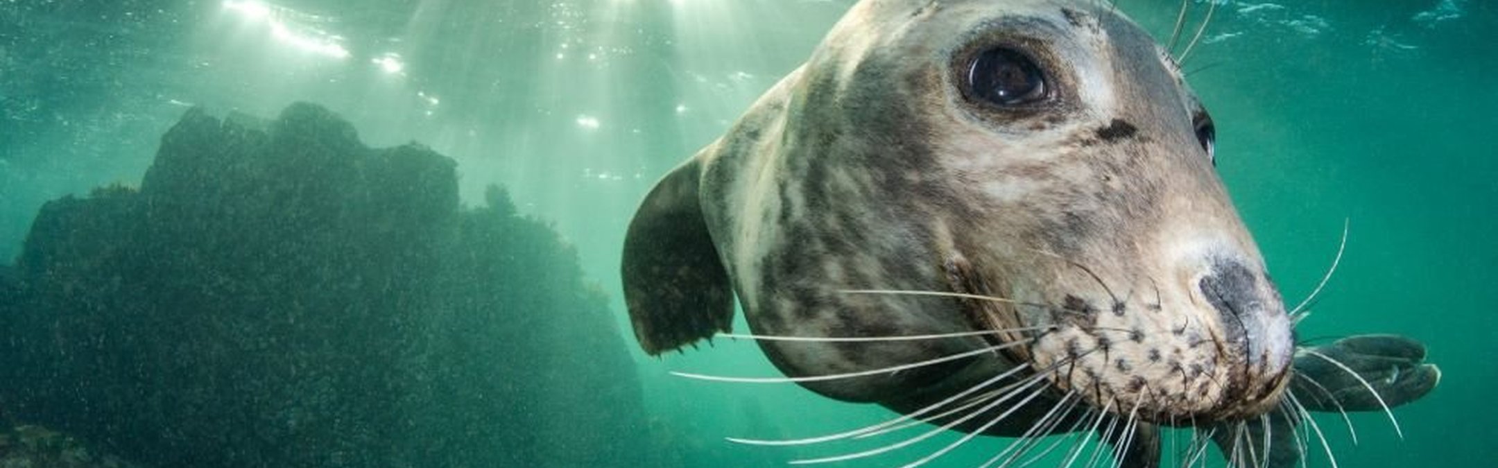 Grey seal