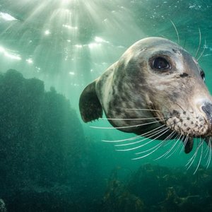 Grey seal underwater with face close to camera and light rays coming through the surface of the water above