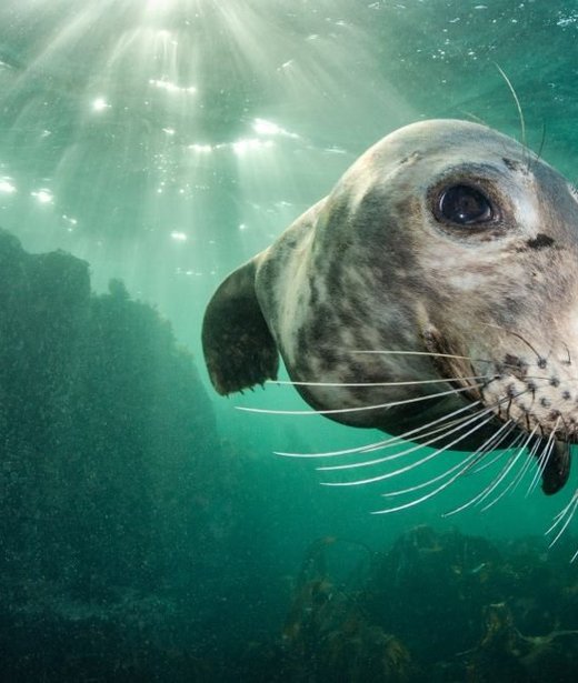 Grey seal