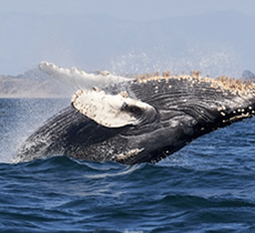 Humpback Whale