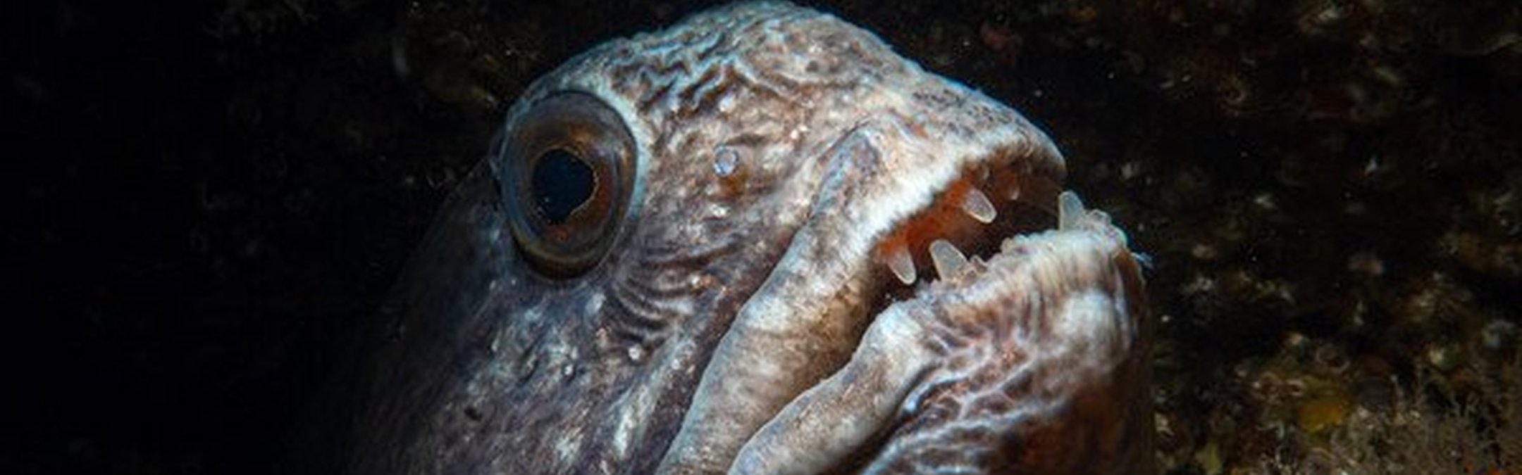 A grey wolffish peeks out from a rocky crevice. It has scary almsot vampire-looking teeth and a downturned mouth. It looks scary and has large eyes.