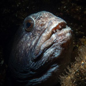 A grey wolffish peeks out from a rocky crevice. It has scary almsot vampire-looking teeth and a downturned mouth. It looks scary and has large eyes.