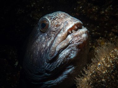 A grey wolffish peeks out from a rocky crevice. It has scary almsot vampire-looking teeth and a downturned mouth. It looks scary and has large eyes.