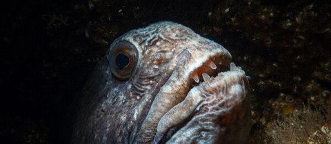 A grey wolffish peeks out from a rocky crevice. It has scary almsot vampire-looking teeth and a downturned mouth. It looks scary and has large eyes.