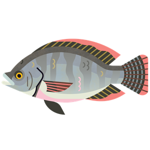 Tilapia