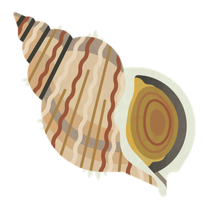 Common whelk