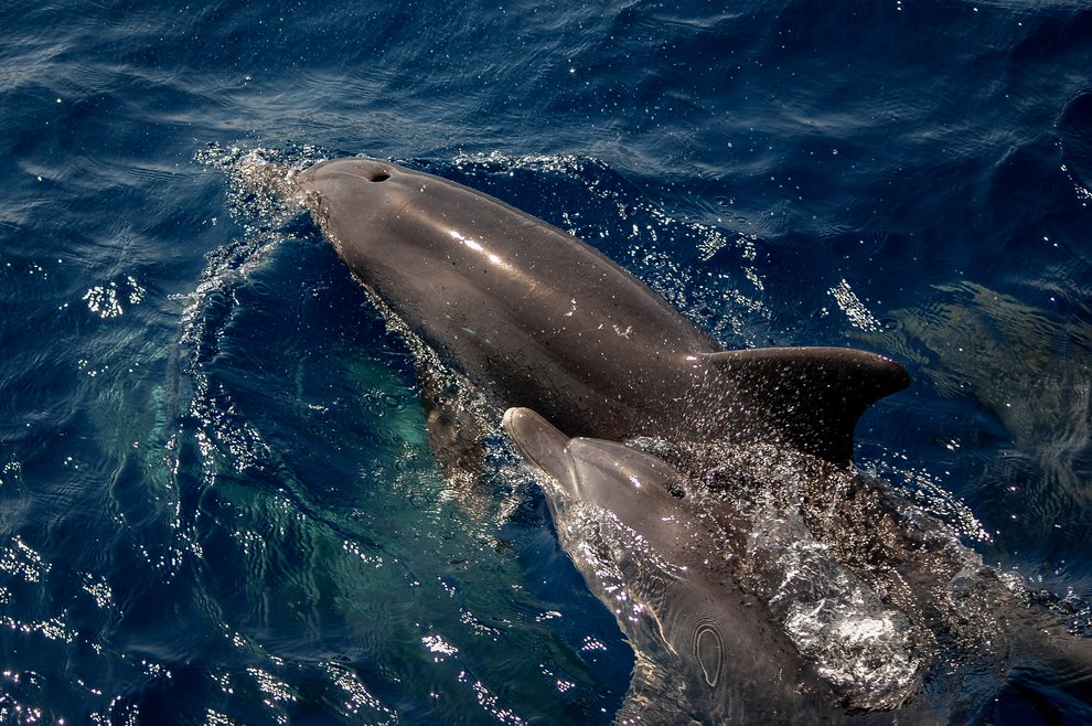 2 bottlenose dolphins can be seen at the surface with their blow holes clearly visible. They are dark grey and their bottle shaped noses are clearly visible.