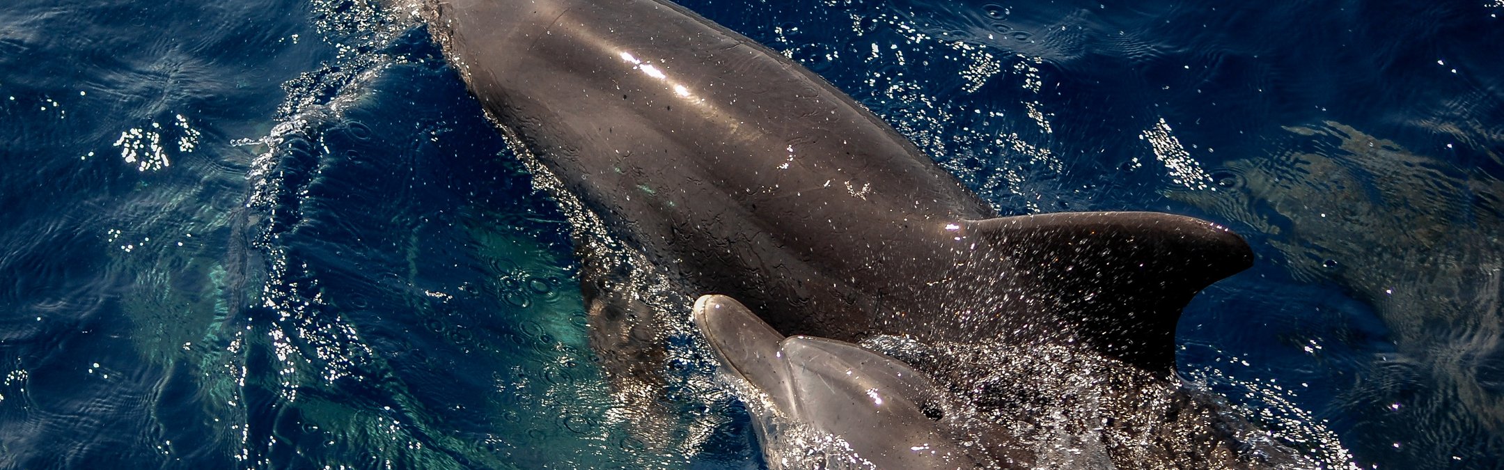 Bottlenose dolphin