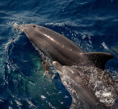 2 bottlenose dolphins can be seen at the surface with their blow holes clearly visible. They are dark grey and their bottle shaped noses are clearly visible.