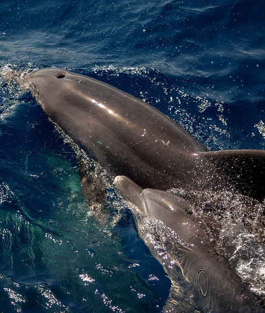 Bottlenose dolphin