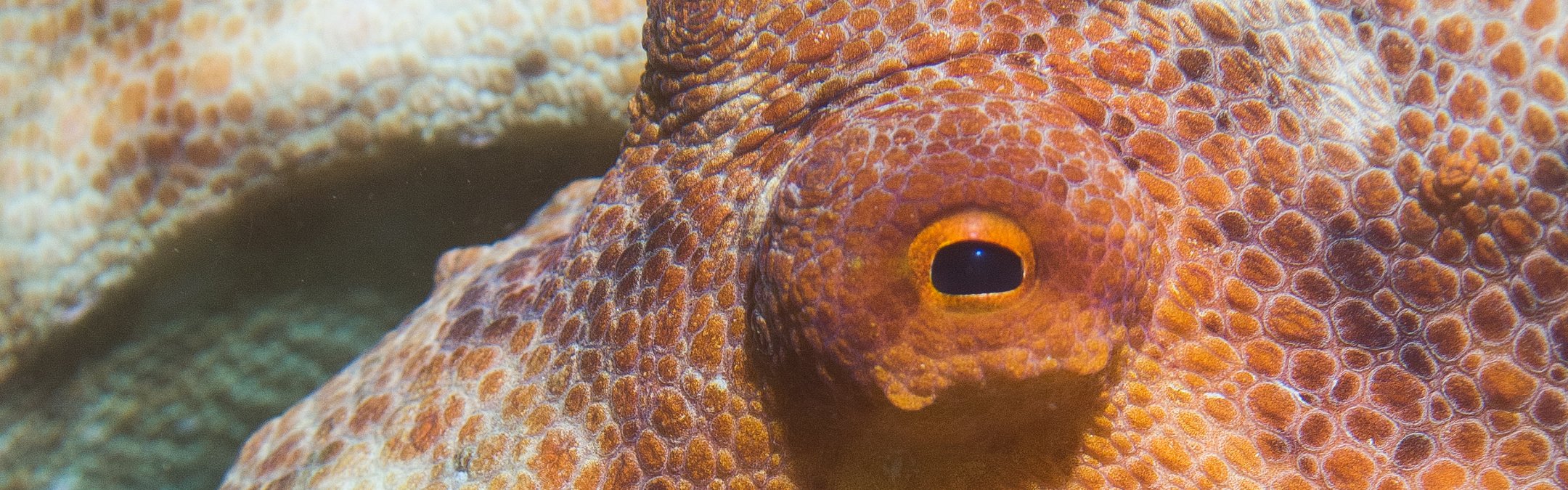 Common octopus closeup of head and eyes with texture and yellow red skin colour