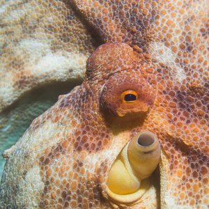 Common octopus closeup of head and eyes with texture and yellow red skin colour