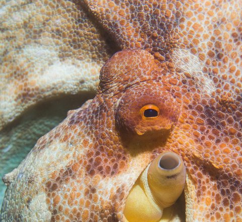 Common octopus closeup of head and eyes with texture and yellow red skin colour