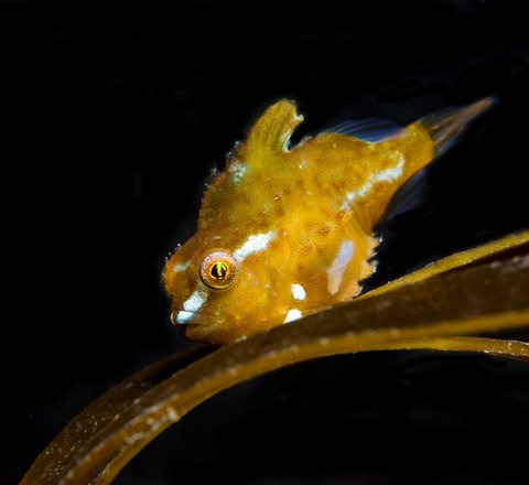 A juvenile lumpsucker fish seen in Falmouth, Cornwall. It is a vivid yellowy-orange with horizontal white stripes. It is a strange lumpy shape with a short stumpy tail, not unlike a box fish. In the image it's attached to a strand of kelp.