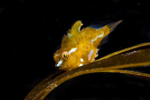 A juvenile lumpsucker fish seen in Falmouth, Cornwall. It is a vivid yellowy-orange with horizontal white stripes. It is a strange lumpy shape with a short stumpy tail, not unlike a box fish. In the image it's attached to a strand of kelp.