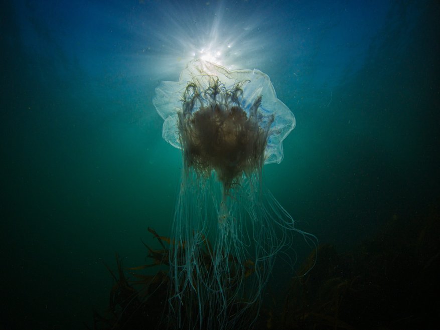 A blue jellyfish shown from below swimming in blue water with sunlight filtering through. It appears ethereal with long thread-like tendrils coming from it's ghostly, floaty bell.