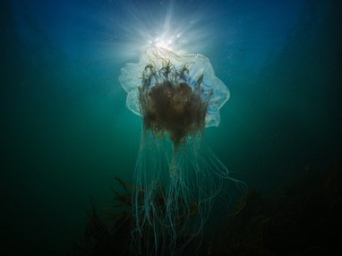 A blue jellyfish shown from below swimming in blue water with sunlight filtering through. It appears ethereal with long thread-like tendrils coming from it's ghostly, floaty bell.