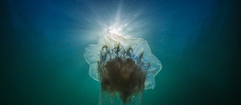 A blue jellyfish shown from below swimming in blue water with sunlight filtering through. It appears ethereal with long thread-like tendrils coming from it's ghostly, floaty bell.