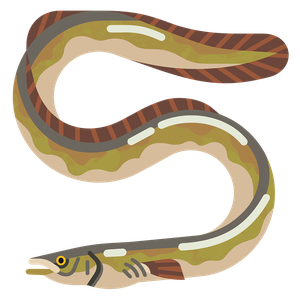 European eel