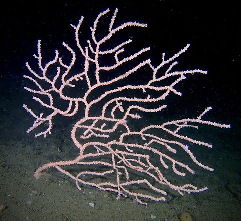 A pink sea fan coral on a sea bed, the background is dark suggesting the picture was taken at night