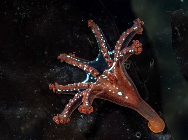 A stalked jellyfish
