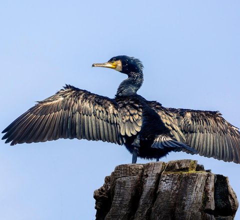 An adult cormorant dries its wings in the sun after fishing. Not as buoyant as water birds such as ducks, cormorant feathers aren't fully waterproof and they need to dry out.