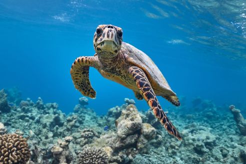 A hawksbill turtle swimming above coral, it is looking at the camera. The sea bed and some coral is also visible.
