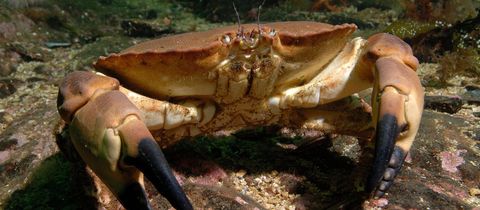 Brown crab