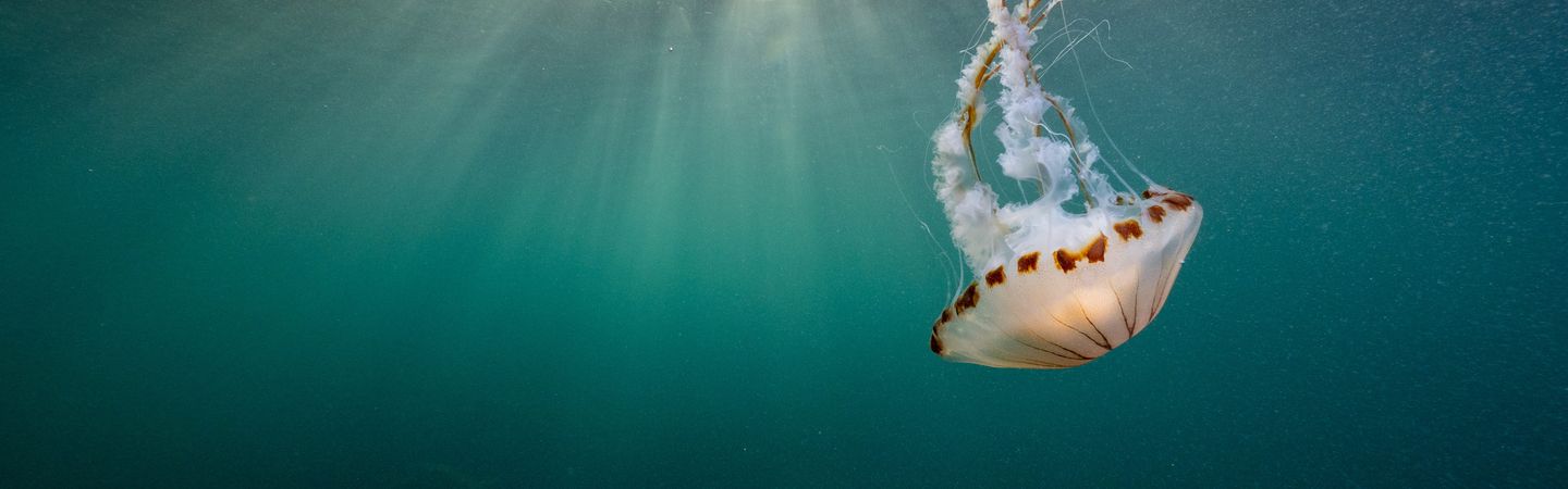 An underwater photograph of a large, translucent compass jellyfish with brown markings and long tentacles swimming towards the surface, backlit by sun rays.